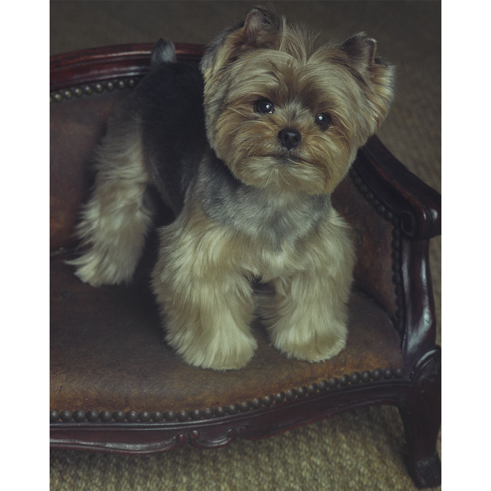 Ace of  Hearts Photo yorkshire terrier yorkie NYC.jpg